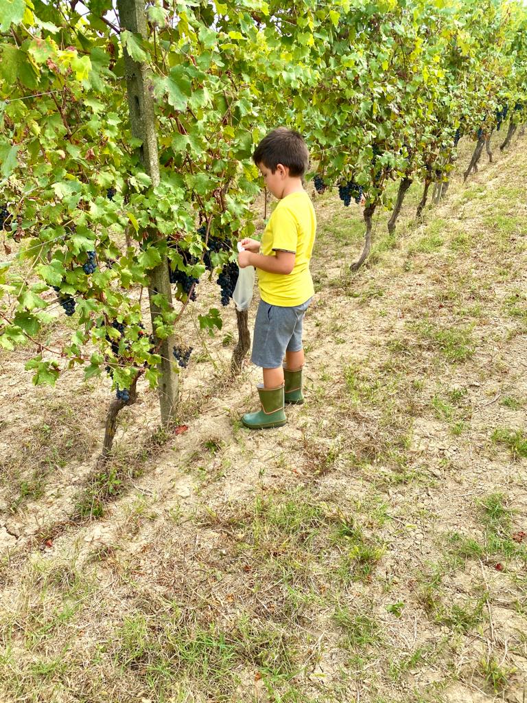 Piccoli vignaioli crescono